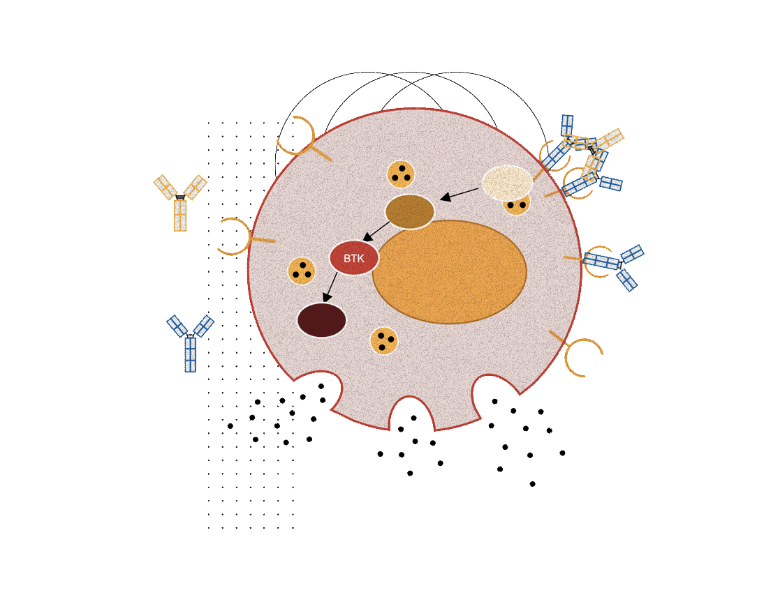 An illustration of a mast cell with IgG, IgE, FcɛRI, and BTK interactions and the release of inflammatory mediators.