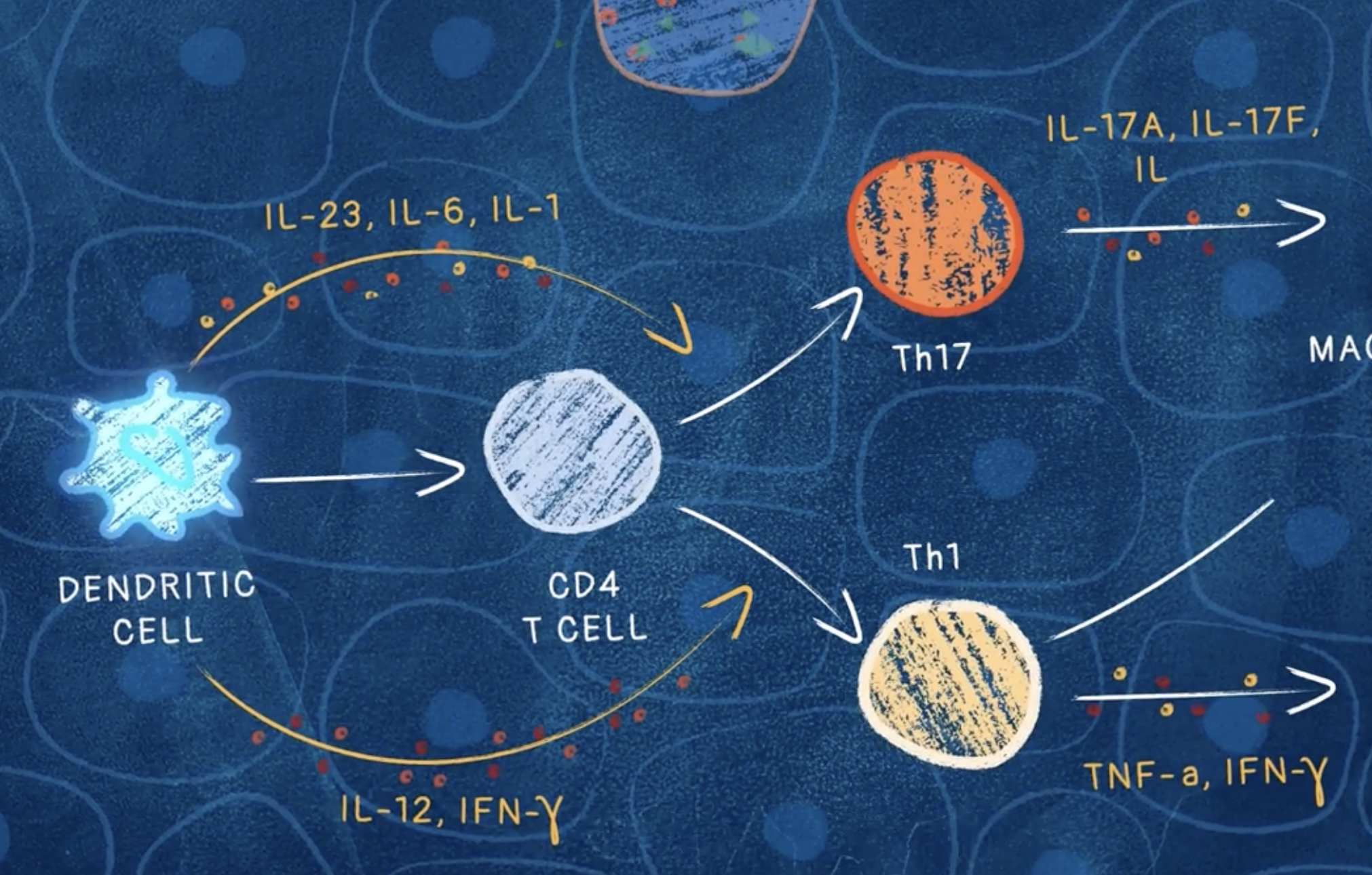 An illustration depicting interactions between multiple cytokines, dendritic cells, and CD4 T cells in hidradenitis suppurativa pathophysiology.